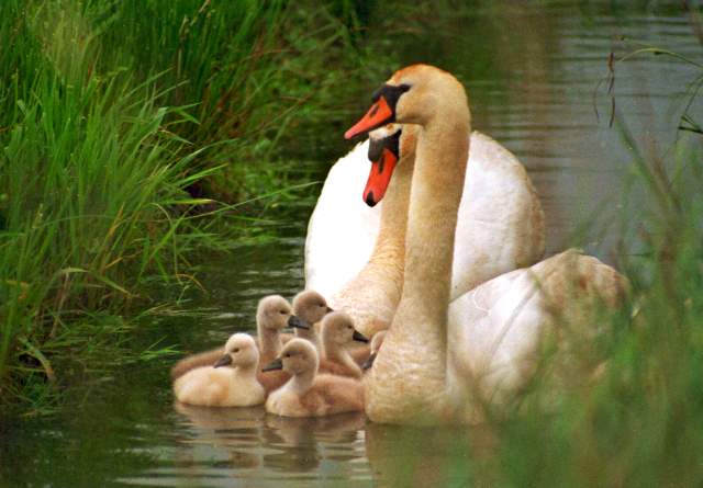 tn_15_001_jpg.jpg, 37kB