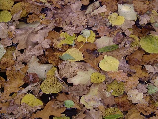 tn_2000102906_jpg.jpg, 62kB