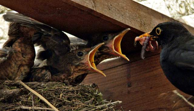 tn_amsel18_jpg.jpg, 32kB